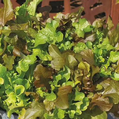 Lettuce 'Tri Mixed' Small Plug Plant X 6. Salad Vegetable. Red & Green Lettuces • £8.95