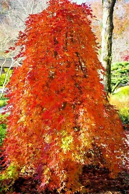 20 ANGYO WEEPING TRIDENT MAPLE SEEDS - Acer Buergerianum   Angyo Weeping   • $6.50