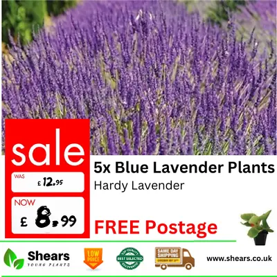 £8.99 • Buy 5x Pack Hardy English Lavender Munstead Plug Plants Bigger Plants Perennial Herb