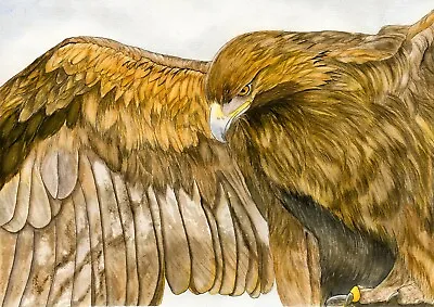 £23.10 • Buy Golden Eagle Bird Of Prey, Wildlife, Line & Wash PRINT From An Original Painting