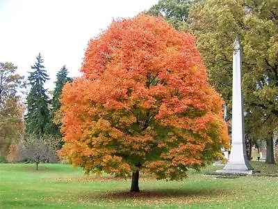 Sugar Maple Tree Qt Pot (Acer Saccharum) • $9.95