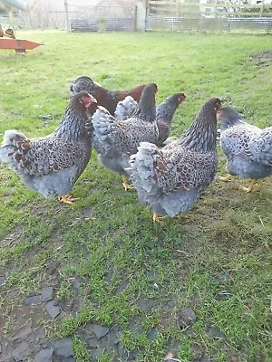 £24 • Buy Rare Blue Laced Wyandotte Large Fowl Hatching Eggs X6