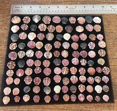 112 Tiny Calico Scallop Seashells Cleaned & Polished From New  ￼ Smyrna FL • $2.99