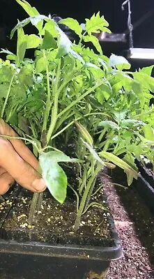 Lot Of 2 BEEFSTEAK TOMATO LIVE PLANTS 6 To 10 Inches 60+ Days Old • $13