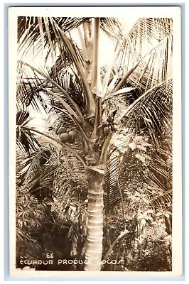 Ecuador Postcard View Of Tree Producing Cocos C1920's Antique RPPC Photo • $29.95