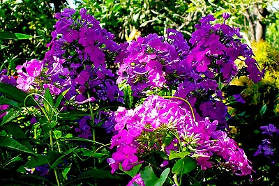 Lot Of 10 BEAUTIFUL TALL BRIGHT PINK PHLOX PLANTS In One Or More Clumps • $7.99