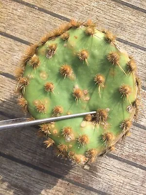 £9.99 • Buy Opuntia Occiculata Fresh Rooting Hormoned Pad Cutting 140x120mm