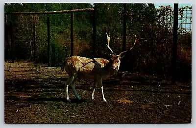 Animals~Deer Buck In Cage Below Tree~Vintage Postcard • $3.49