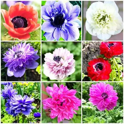 10 Anemone St Brigid Corms | Mixed Colours | High Quality Spring Flowering Bulbs • £3.95