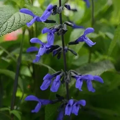 Salvia 'Black & Bloom' Perennial Garden Plug Plants Pack X6 New!  • £8.99