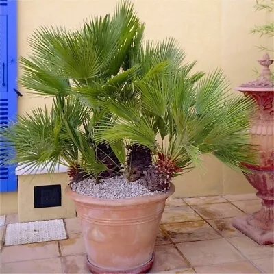 Hardy Mediterranean Fan Palm Chamaerops Humilis Tree Garden Plant Patio Tall • £34.99