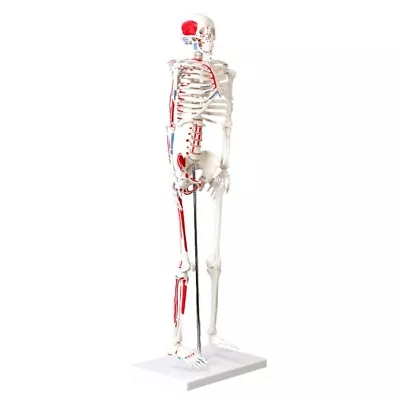 Muscular Skeleton Model 1/2 Life Size 85cm (33.5 Inches) Muscle Painted New • $87.06