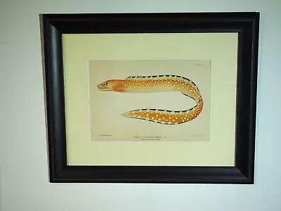 Puerto Rico Fish (Bien) Chromolithograph 1899 Moray Eel Archivally Framed. • $89