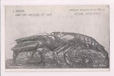 Largest Lobster In The World MARSKE BY THE SEA 1900's Postcard ~ Yorkshire • £5