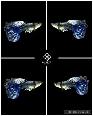 1 Male - Platino Blue Mosaico -Live Aquarium Guppy Fish High Quality • $14