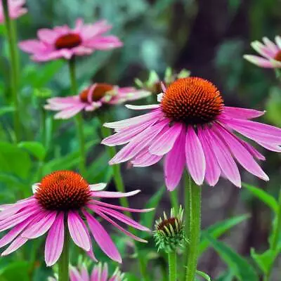 Echinacea 75 Seeds | TSC: Heirloom & OP Seeds Non-GMO Untreated) • $3.49