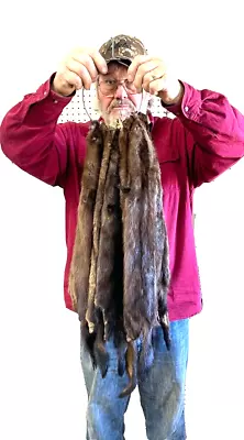 Beautiful Wild Buck Mink Pelts XL Premium Prime Fur Premink32724 • $29.95