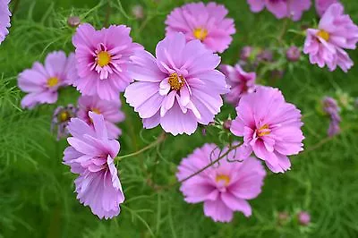 Flower Cosmos Bipinnatus Fizzy Pink  1gm ~ 180 Seeds • £2.79