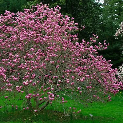 Ann Star Magnolia - Purple Flowering Tree - Live Plant Shipped 1 To 2 Feet Tall • $39