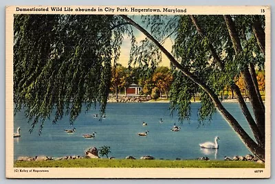 Hagerstown MD - City Park - Geese - Swan - Lake • $5.64