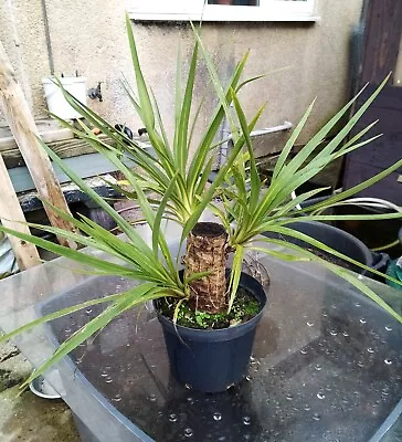 Yucca Plant • £10