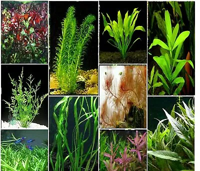 £5.95 • Buy 5 Plants Bunched & Weighted Live Aquarium Aquatic Tropical Fish Tank Ringed Lead