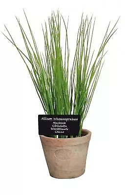 Fallen Fruits Artificial Chives In Terracotta Pot (Size L) • £12.57