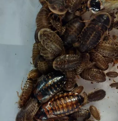 Dubia Roaches - Mixed 50 Count-Feeder Insects • $12