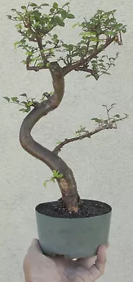 Chinese Elm Pre Bonsai Dwarf Kifu Nice Movement Big Fat Trunk • $89.99