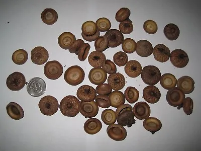 100 Medium-Large Acorn Caps Min 1/2 Diameter Real Natural Crafts Decorations • $7.99