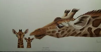 £24.99 • Buy Whispers By Warwick Higgs Giraffe