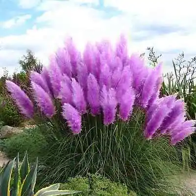 Purple Pampas Grass Seeds Rare Unusual Stunning Garden Plant • £3.46