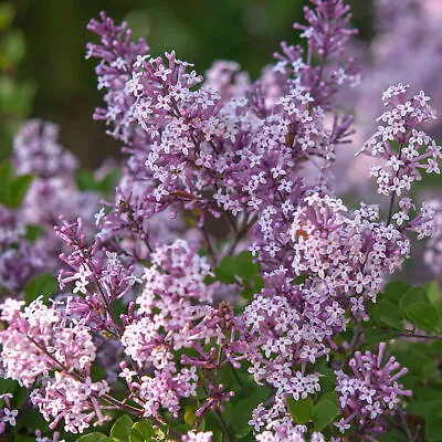 Syringa Miss Kim Dwarf Lilac Deciduous Garden Shrub Purple Flowers In 9cm Pot • £9.99