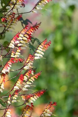 Spanish Flag Vine {Mina Lobata} Nature's Wonder 10 Seeds Free US Shipping!   • $2.29