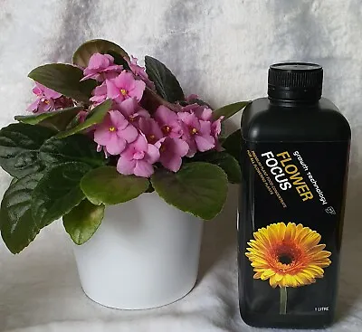 $18 • Buy GT Flower Focus 1 Litre Plant Food Concentrate