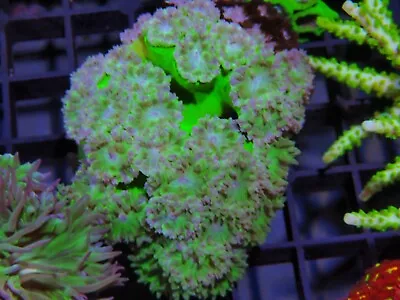Duncan Coral Marine Aquarium Colony Aussie Green Stem  • £80