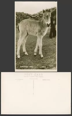 Dartmoor Foal Devon Pony Horse Animal Old Real Photo Postcard Kenneth E. Ruth • £4.99