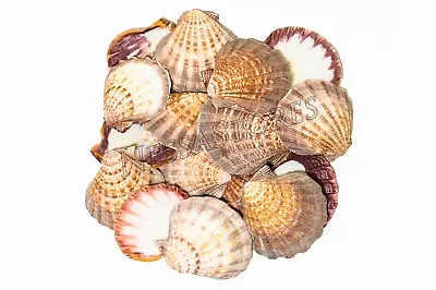 $49.25 • Buy Natural Lion Paw Scallop Nautical Dish Beach Craft Sea Shell 5 - 6 (16 Pcs) #25