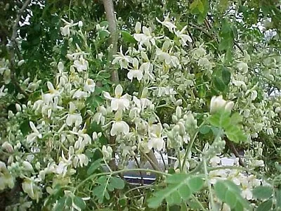 £7.93 • Buy Moringa Oleifera Pterygosperma, Horseradish Oil Edible Ornamental Tree 100 Seeds