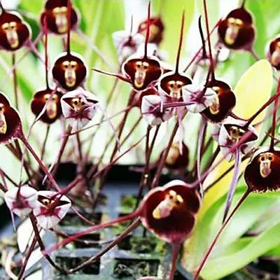 $4.59 • Buy Rare Monkey Face Orchid Flower, 50Pcs Seeds, Flower Type Peculiar Beautiful