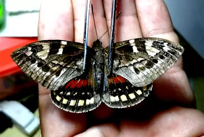 Castnia Thysanette Male Hard To Get Now See Photo For Quality • $59