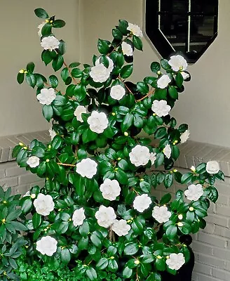 1 X CAMELLIA JAPONICA White BUSHY EVERGREEN SHRUB HARDY PLANT IN 1.5 Litre POT • £14.60