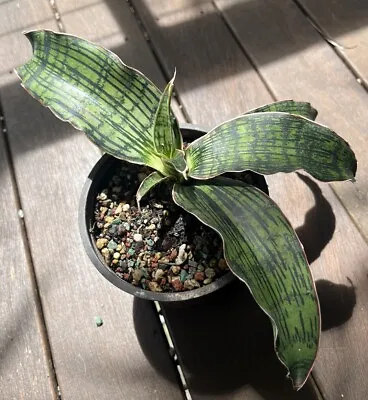 Sansevieria Hybrid Cv CLEOPATRA RARE Air Purifying Snake Plant 12cm Pot • $59