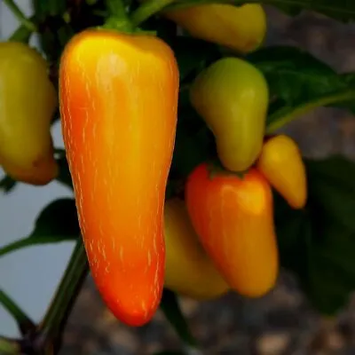 Numex Pinata (Jalapeno) 10 Chilli Seeds By CHILLIESontheWEB • £1.99