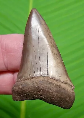 GIANT  WHITE SHARK TOOTH - 2 & 5/16 -  Carcharodon Plicatilis - GREAT WHITE Lin. • $29