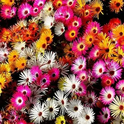 Daisy ICE PLANT LIVINGSTONE Mix Dwarf 5  Groundcover Drought Tolerant 2000 Seeds • $3.98