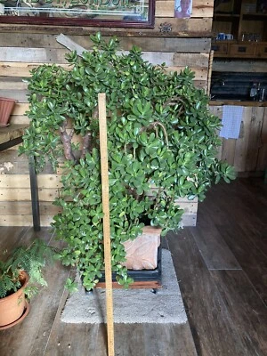 £240 • Buy Large Money Plant