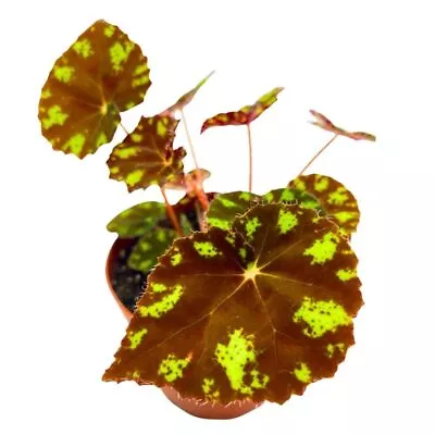 Begonia Kit Kat 4 Inch Rhizomatous Red With Yellow Spots • $24.99