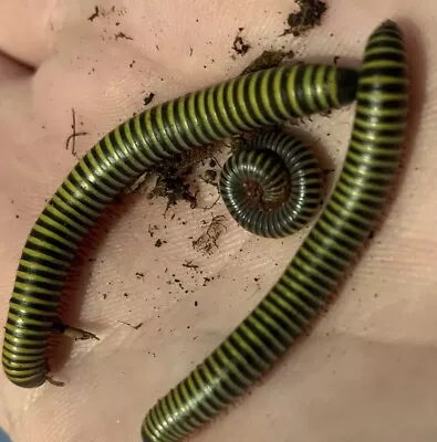 5 Bumblebee Millipedes For Sale LIVE Educational Pet Clean UpCrew Reptile Feeder • $20