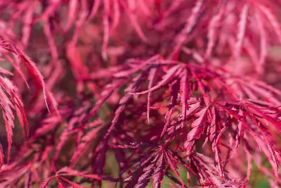 10 Red Dwarf Japanese LACELEAF MAPLE Tree Acer Palmatum Atropurpureum Seeds • $3